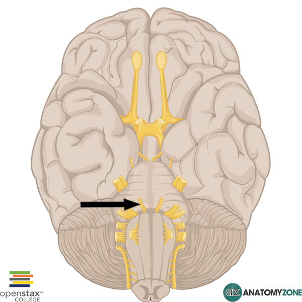 <p><span style="background-color: transparent;"><strong><span>Cranial Nerve VI (Abducens)</span></strong></span></p>