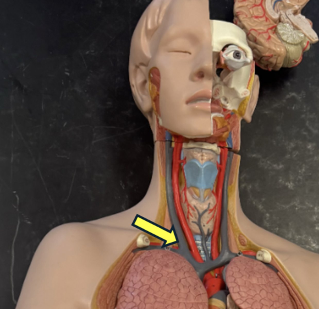 <p>What lymph is found here?</p>