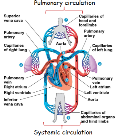 <p>Imagine the circulatory system as two loops working together. One loop sends blood to the lungs to pick up oxygen, and the other sends the now oxygen-rich blood to the rest of the body. This 'double loop' system is called double circulation.</p>