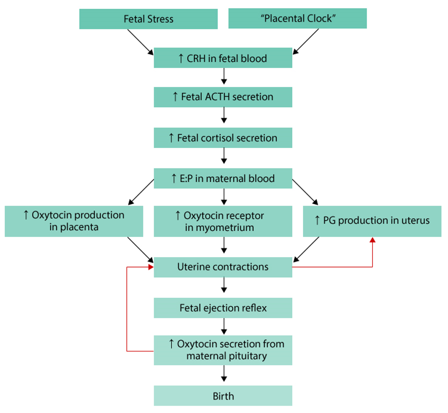 <ul><li><p>fetal stress or “placental clock” triggers labor</p></li><li><p>this increases corticotropin-releasing hormone CRH in fetal blood</p></li><li><p>CRH causes fetus to release adrenocorticotropic hormone ACTH, increasing fetal cortisol</p><ul><li><p>fetal cortisol</p><ul><li><p>increases estrogen levels in mother</p></li><li><p>decreases progesterone</p></li></ul></li><li><p>higher estrogen</p><ul><li><p>boosts oxytocin production in placenta</p></li><li><p>increases oxytocin receptors in uterus</p></li><li><p>stimulates prostaglandin PG production in uterus</p></li></ul></li></ul></li><li><p>oxytocin + prostaglandins cause uterine contractions</p></li><li><p>contractions press fetus against cervix→ triggers fetal ejection reflex</p></li><li><p>fetal ejection reflex makes mom’s pituitary release more oxytocin</p></li><li><p>more oxytocin=stronger contractions→ positive feedback loop</p></li><li><p>strong contractions continue until birth occurs</p></li></ul><p></p>