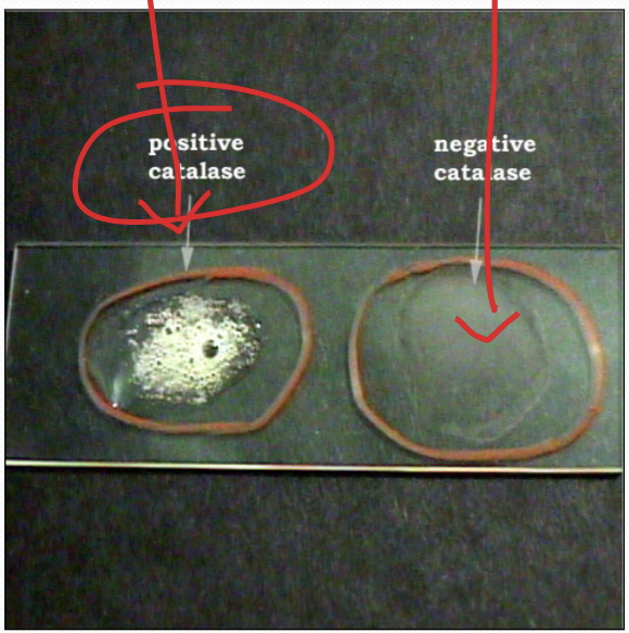 <p>Catalase A-H Reaction Info </p>