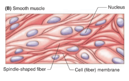 <ul><li><p>visceral muscles</p></li><li><p>involuntary </p></li><li><p>unstriated</p></li></ul><p></p>