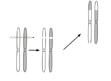 <p>may be compatible with a normal phenotype</p><ul><li><p>may have reproductive failures</p></li></ul><p></p>