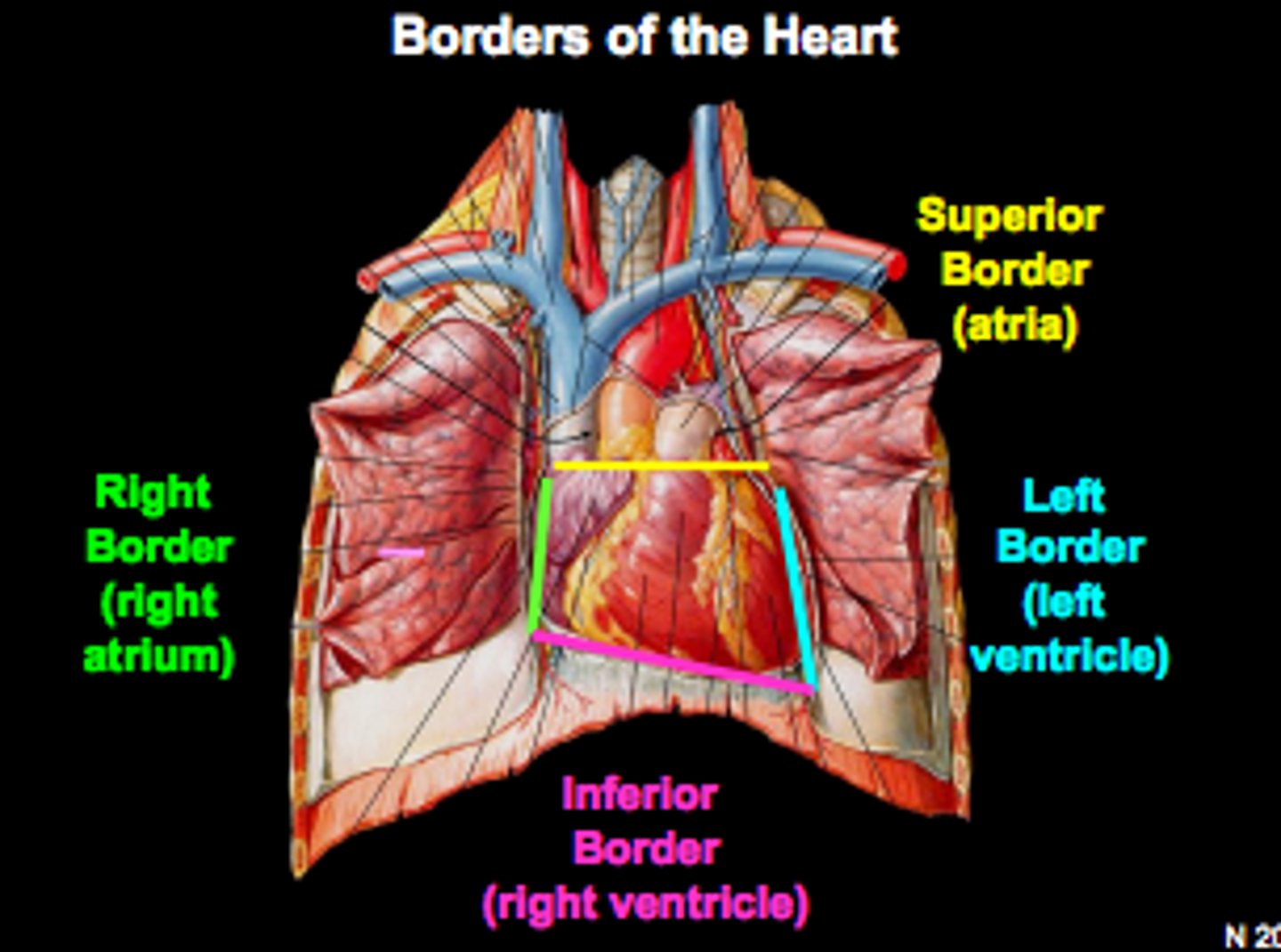 <p>Left ventricle and left auricle</p>