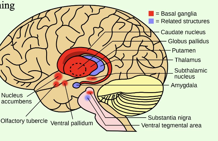 <p>What is a key role of the basal ganglia in the brain?</p>