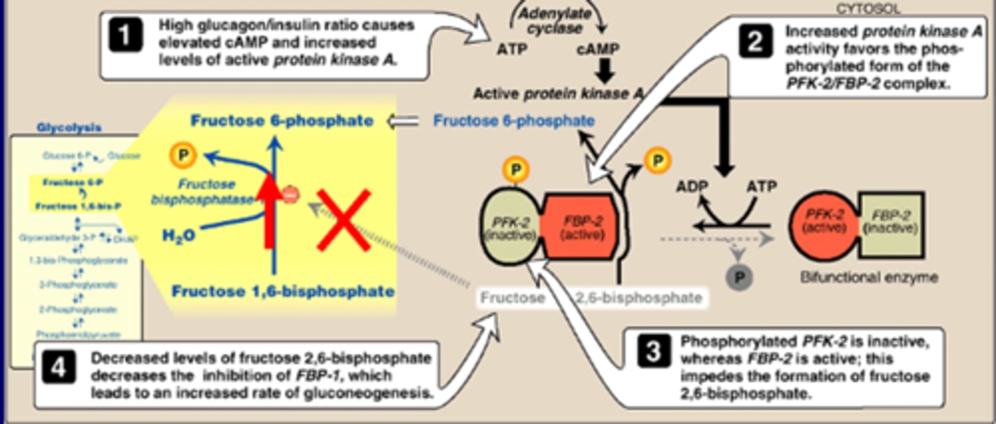 <p>-high levels of cAMP->PKA->phosphorylated PFK-2/FBP-2 complex->inactivates PFK-2, impedes formation of F2,6P (F2,6P inhibits F1,6P)<br>-fructose 2,6-bisphosphate (made when high glucose/insulin ratio) (inhibited by above pathway->leads to increased F1,6P)</p>