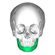 <p>name the bone</p>
