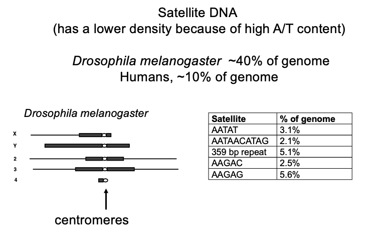 <ul><li><p>WHAT: tandem repeats, generally <strong>heterochromatic</strong>, condensed</p></li><li><p>WHERE: most in <strong>centromeric</strong> regions</p><ul><li><p>some in <strong>telomeric</strong> regions</p></li></ul></li><li><p>SIZE: vary from few bp→ several hundred</p></li><li><p>COPY NUMBERS: 10<sup>4</sup>→ 10<sup>6</sup></p></li><li><p>HOW MUCH OF GENOME: 10-40% of the genome</p><ul><li><p>humans→ 10%</p></li></ul></li></ul><p></p>