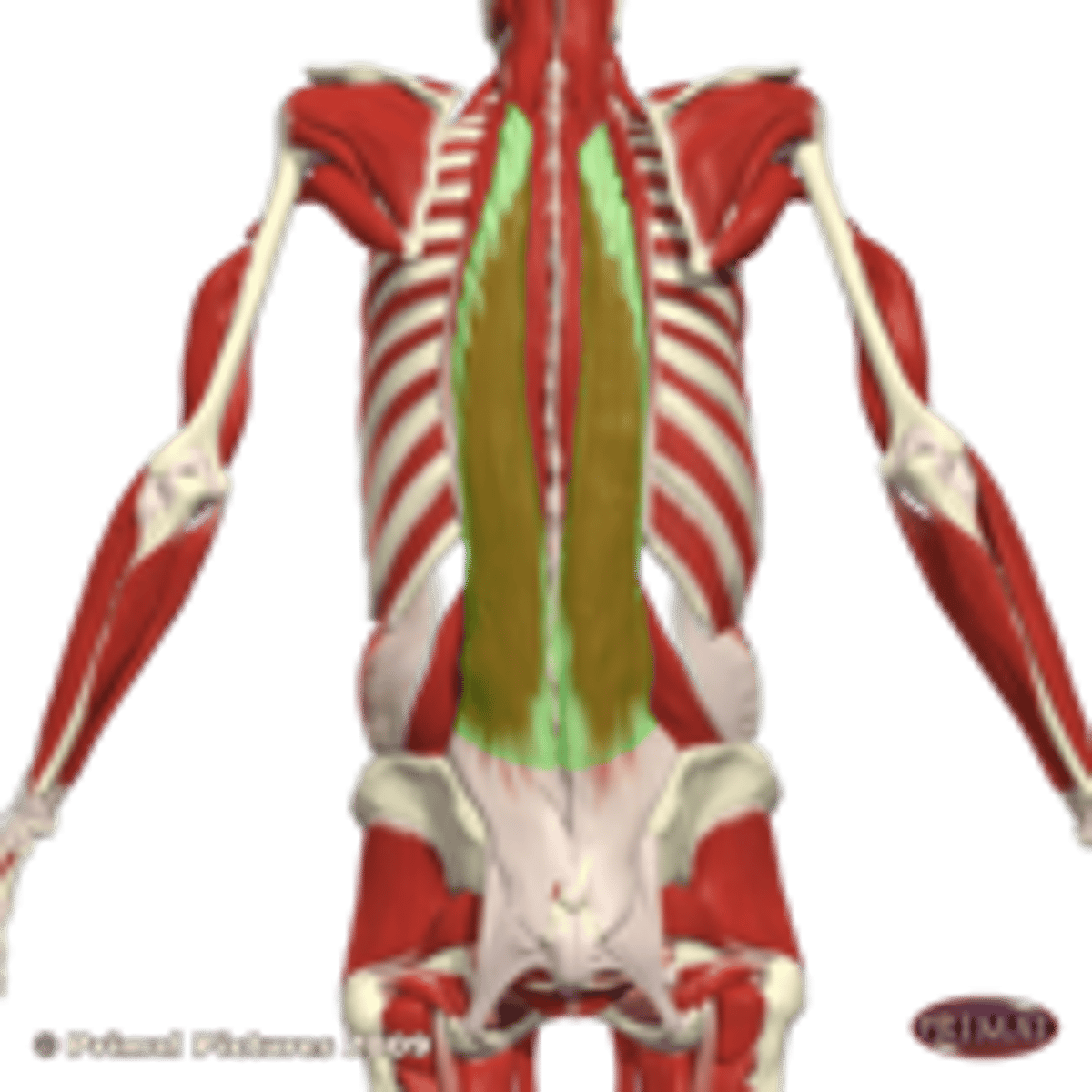 <p>posterior</p>