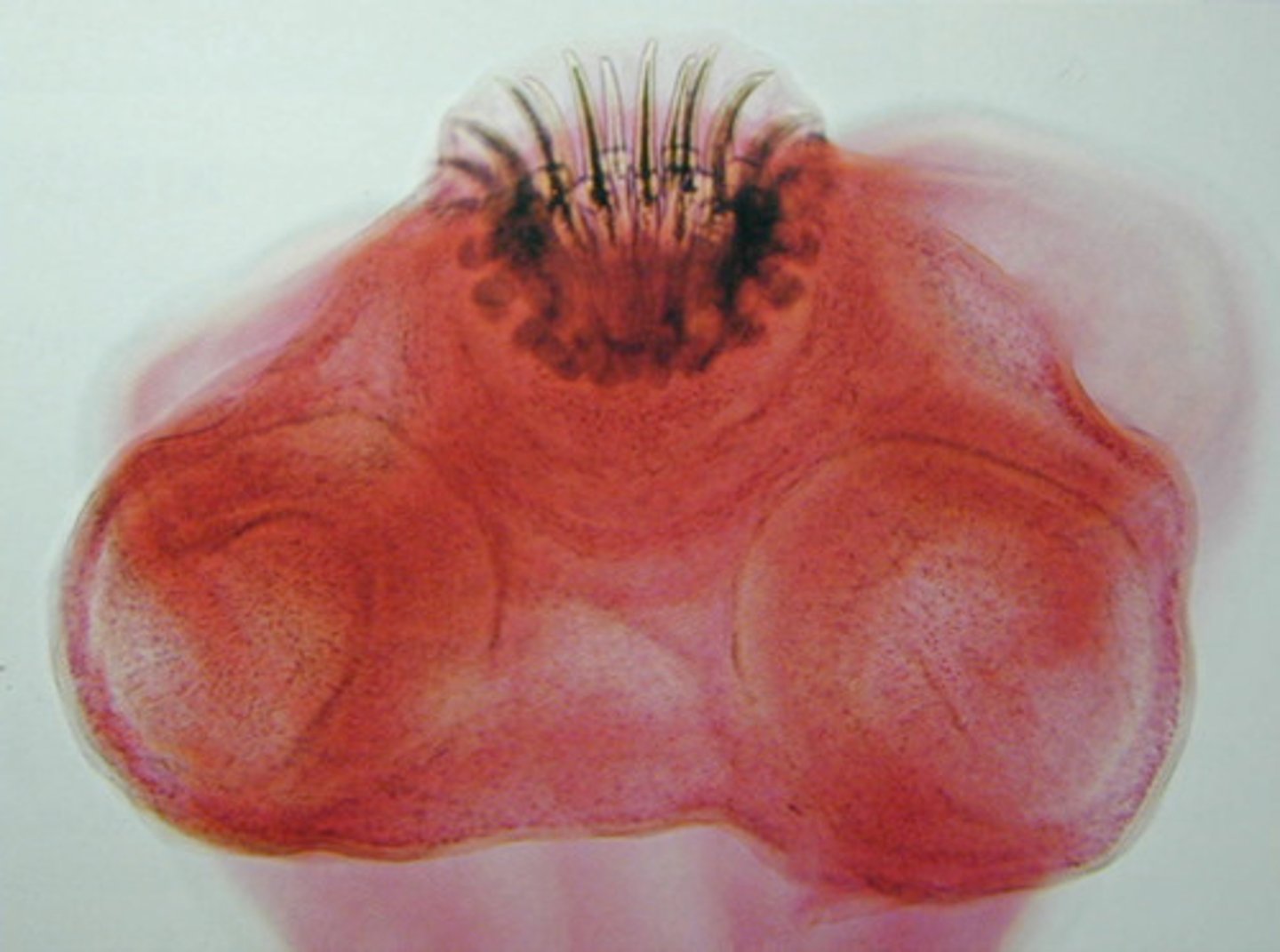 <p>part of tapeworm that attaches to intestine of host</p>