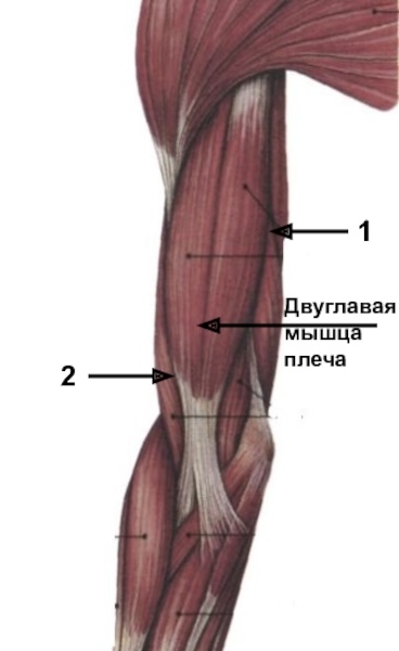 <p>Медиальная и латеральная двуглавая борозда </p>