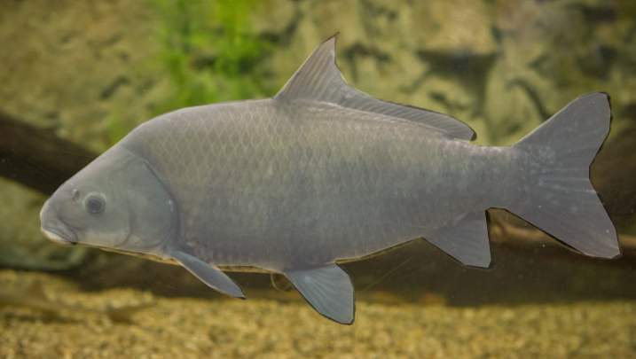 <p>What fish is this and how do you know</p>