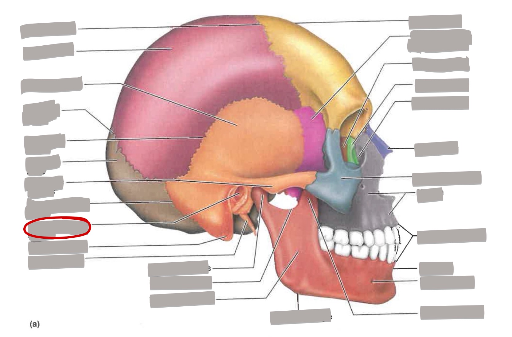 term image