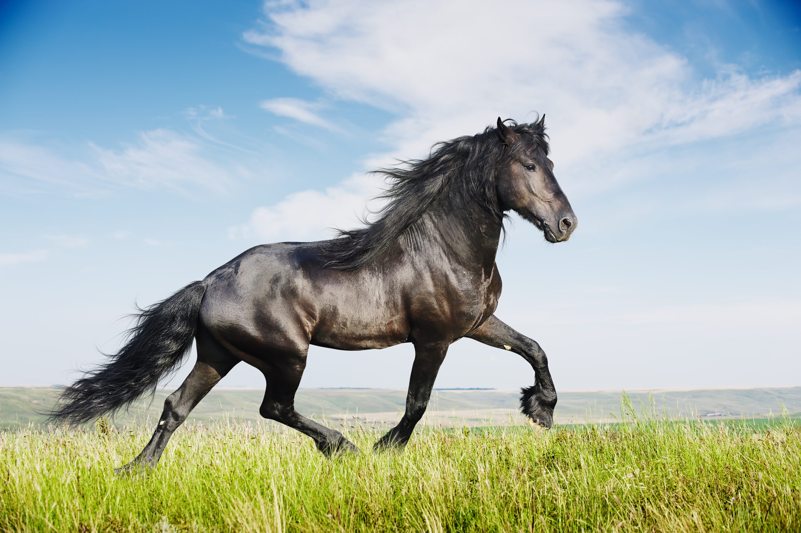 <p>draft breed, long tail and mane, oldenburg blood</p>