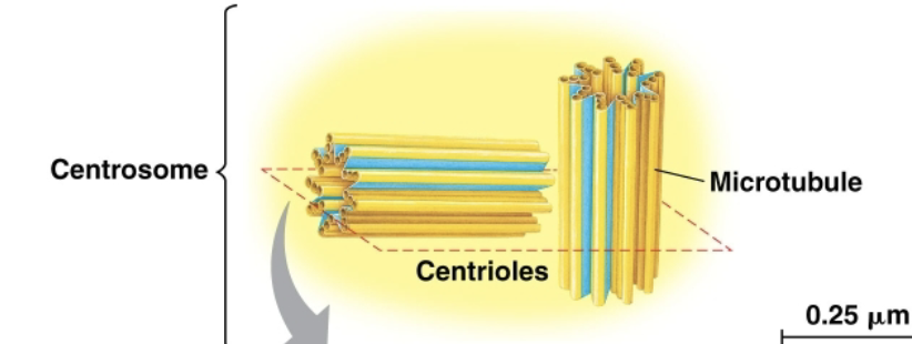<p>Centrosomes (aka microtubule organizing center)</p>