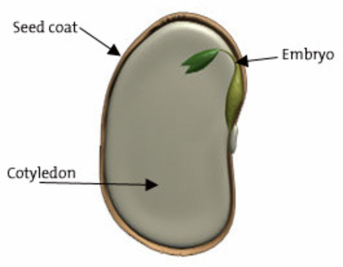 <p>= plant embryo enclosed in a seed coat. <br>-Important evolutionary advantage over non-seed plants --&gt; Domination</p>