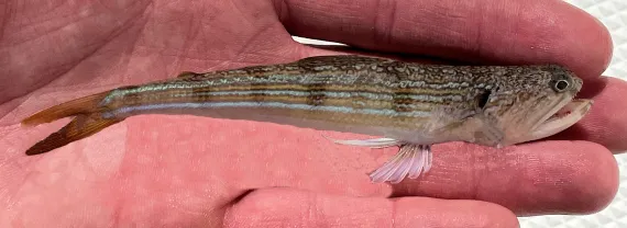 <p>short dark diagonal stream at upper end of gill cover</p><p>body with bluish gray and yellow stripes</p>