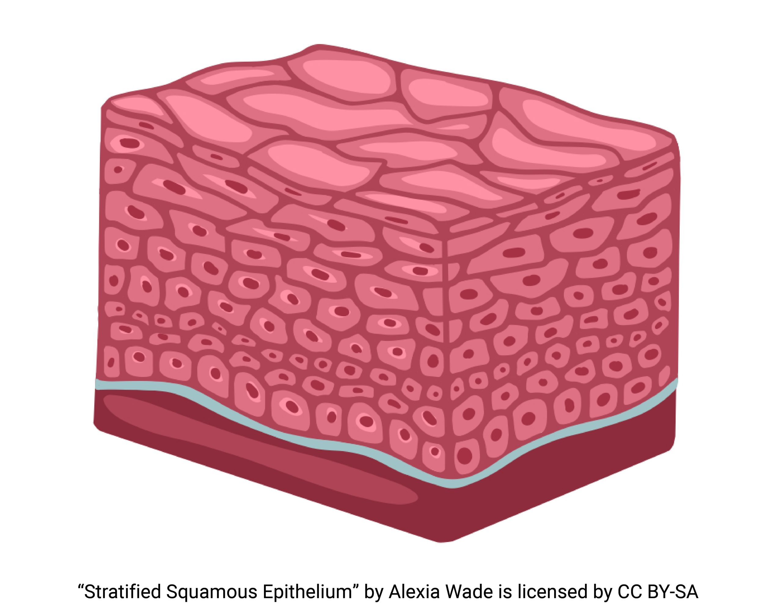 <p>stratified squamous</p>
