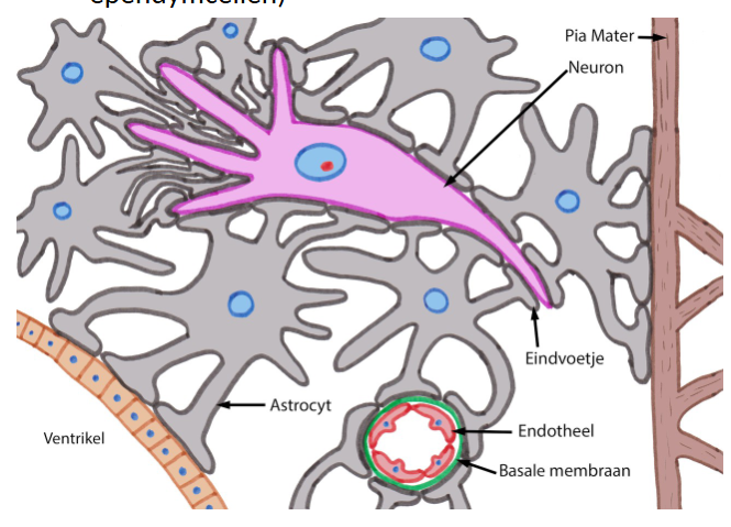 <ul><li><p>regulatie van extracellulaire ionenconcentraties</p></li><li><p>transport van voedingstoffen, afvalstoffen &amp; andere metabolieten tussen neuronen en capillairen; metaboliseren van glutamaat &amp; GABA</p></li><li><p>radiale glia (voorlopers van astrocyten): gidsen van neuronale migraties tijdens embryogenese</p></li><li><p>functie uitlopers &amp; eindvoetjes (blood-brain barrier; bedekken synapsen in CZS; membrana limitans gliae superficialis; bedekken ependymcellen)</p><ul><li><p>blood-brain barrier → 3 lagen:</p><ul><li><p>bloedvat met endotheelcellen</p></li><li><p>basale membraan (uit laminine IV &amp; collageen IV)</p></li><li><p>astrocytaire eindvoetjes</p></li></ul></li><li><p>blood-brain barrier: zorgt dat bepaalde stoffen niet zomaar van bloed/ plasma naar hersenweefsel gaan</p></li><li><p>laagje van uitlopers naar hersenvliezen = membrana limitans gliae superficialis</p></li></ul></li><li><p>bij letsel delen astrocyten &amp; vormen een litteken (gliosis = litteken in de hersenen)</p></li></ul><p></p>