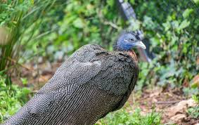 <p>Family: Phasianidae</p><p>Status: NT</p>