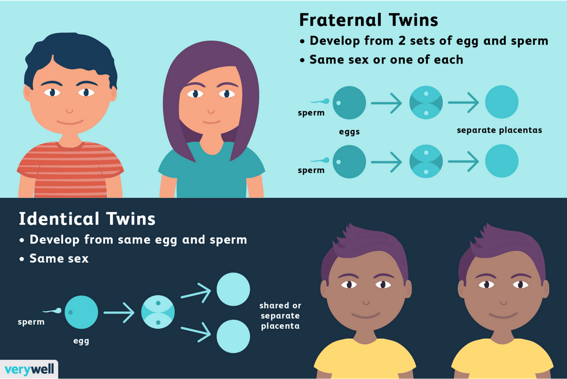 <p>Twin studies - concordance rates</p>