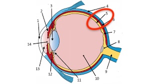 <p>light-sensitive inner corner of eye</p><p>contains rods + cones + neurons that begin the processing of visual information</p>