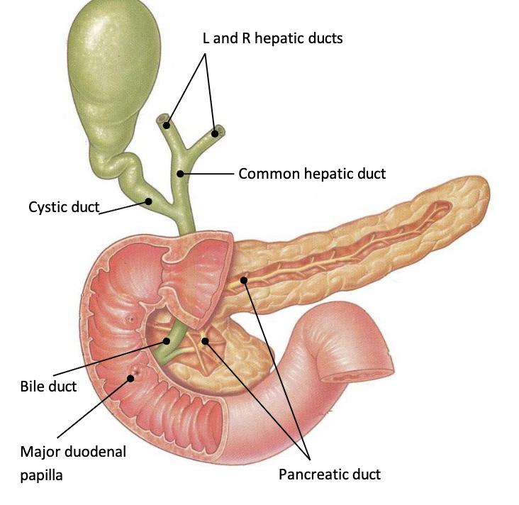 <p>Sphincter of Oddi</p>