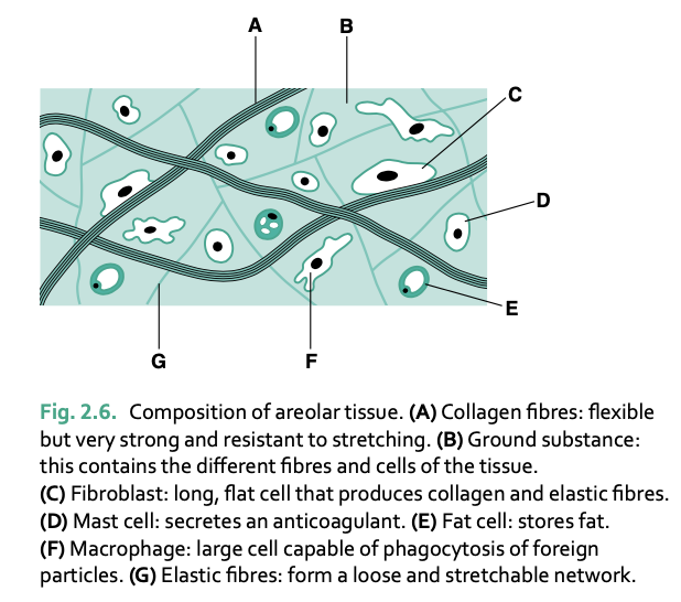 <p>areolar (spaces)</p><p>most widely distributed connective tissue</p><p>beneath skin, around vessels/nerves, between organs and muscle bundles</p>