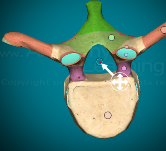<p>the hole in the center where the spinal column goes </p>