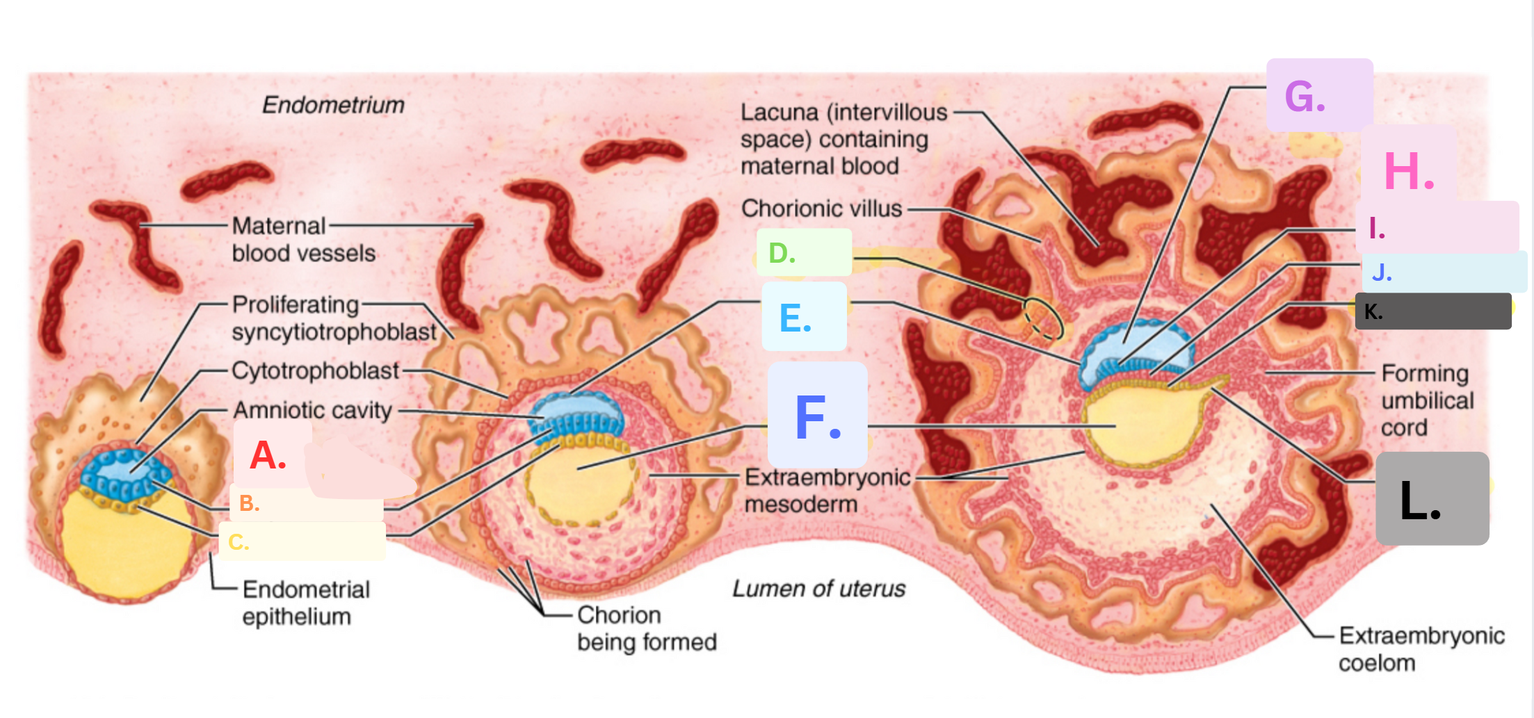 <p>Label the structures of early embryonic developement</p>
