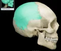 <p>either of two skull bones between the frontal and occipital bones and forming the top and sides of the cranium</p>