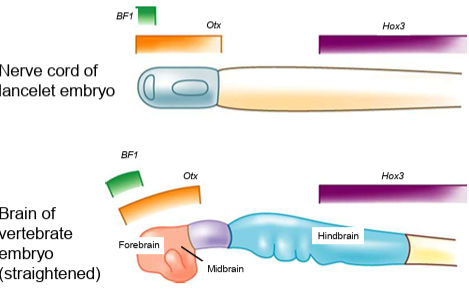 <p>Yes, they have a <strong>primitive brain</strong>, but <strong>no skull</strong>.</p>