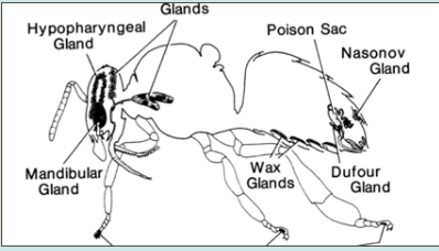 <p>Which gland in honeybees produces brood food consisting of proteins, lipids and vitamins?</p><p></p><p><span><span>a. </span></span>Dufour gland</p><p><span><span>b. </span></span>Hypopharyngeal gland</p><p><span><span>c. </span></span>Mandibular gland</p><p><span><span>d. </span></span>Nasonov gland</p><p><span><span>e. </span></span>Wax glands</p>