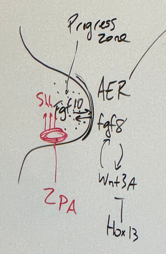 <p>fgf8, fgf10, wnt3A, Shh</p><p>Hox13 (distal end — digits) inhibits Wnt3A — terminates lengthening</p><p>Shh is excreted in limb bud from ZPA (zone of polarizing activity — determines a-p axis) to drive fgf10 expression in progress zone. fgf10 and fgf8 induce each other. fgf8 and wnt3a induce each other. </p><p>fgf8 is primarily responsible for the mitosing and continued growth distally; the heart of progress. sourced from apical ectodermal ridge</p>