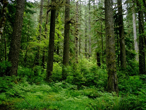 -Cool Winters, Warm Summers (Seasonal Variation)
-Large amount of precipitation (Less rain in winters)
-Coniferous Trees
-Provide lumber and paper
-Northern Hemisphere
-East coast of North America and Canada
-Fertile soils that are susceptible to land slides and erosion if forests are cleared
