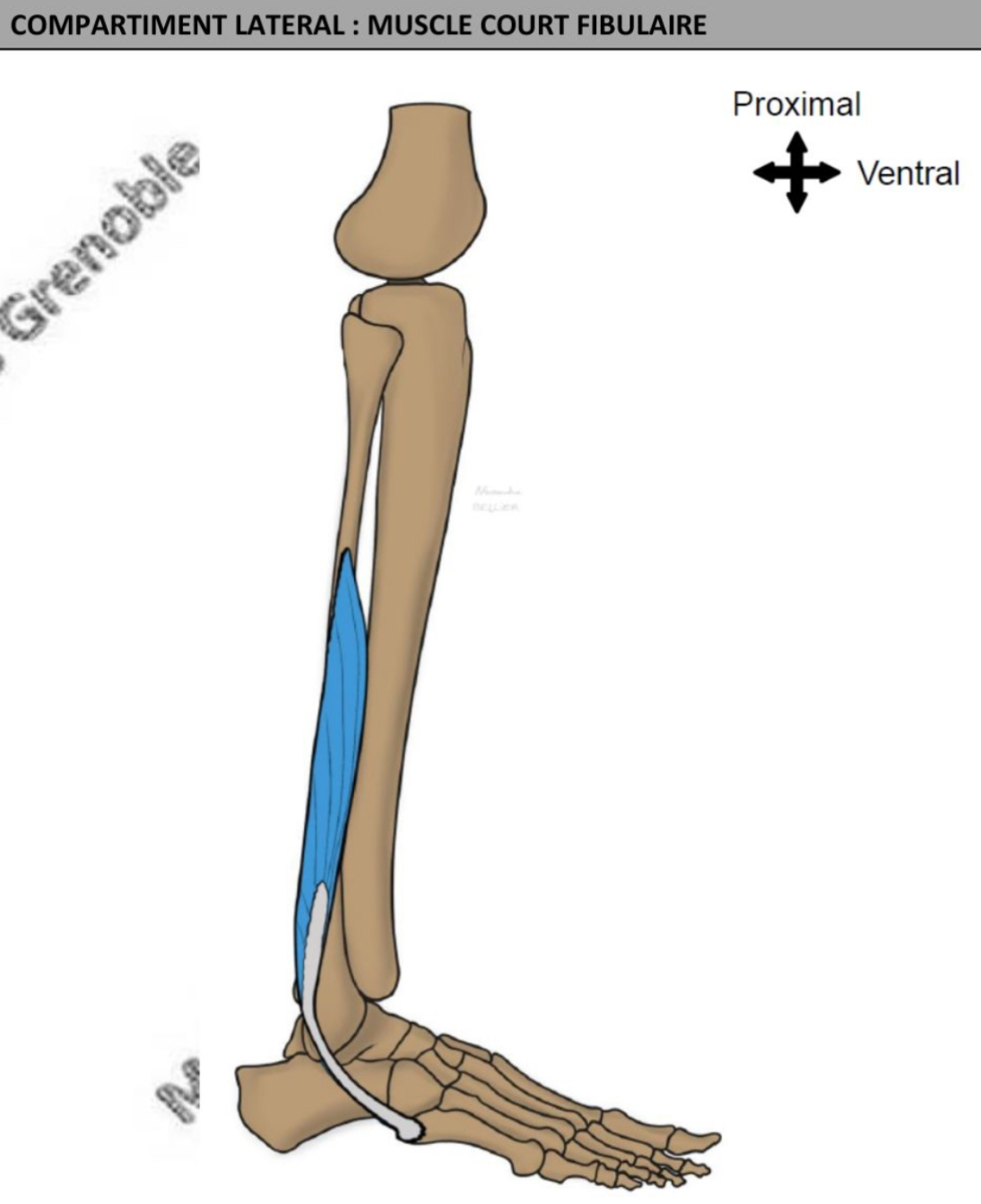 <ul><li><p>vertical, en arrière de la malléole latérale puis vers avant &amp; bas </p></li><li><p>abducteur cheville par art transverse du tarse, pronateur art subtalienne </p></li><li><p>nerf fibulaire superficiel </p></li></ul><p></p>