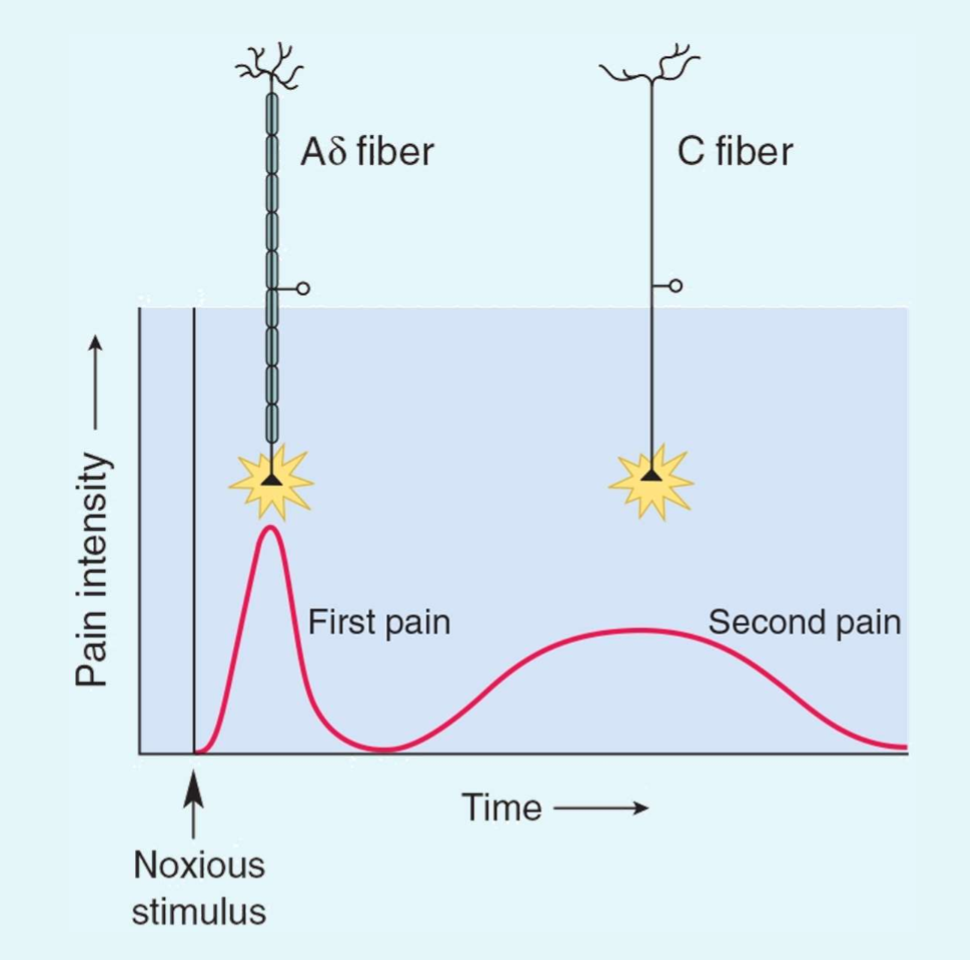 <p>A<span>δ</span></p>