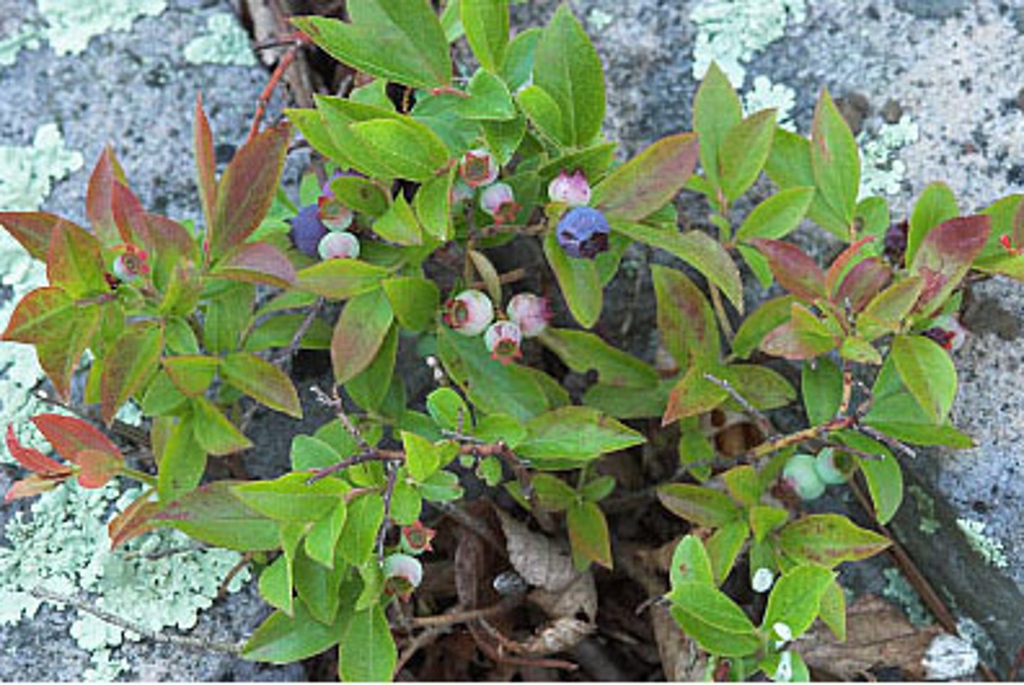 <p>Vaccinium angustifolium</p>