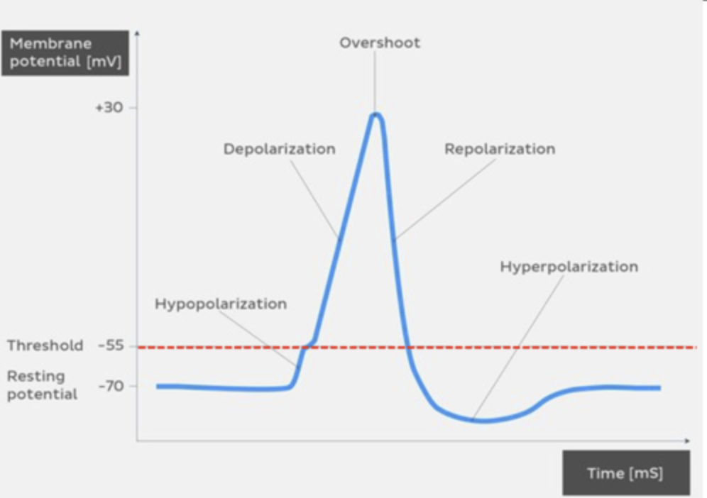 <p>all relative to the resting membrane potential -70mV</p><ul><li><p>hypopolarisation: the inital increase of the membrane potential to the value of the threshold potential(the threshold potential opens voltage gated sodium channels and causes a large influx of sodium ions(depolarisation))</p></li><li><p>depolarisation: the potential moving from RMP to less negative values( the inside of the cell gets more electropositive until the equilibrium reaches +</p></li><li><p>overshoot: the peak of the action potential reached at about +40 mV</p></li><li><p>repolarisation: the potential moving back to the resting membrane potential of -70mV</p></li><li><p>hyperpolarisation/undershoot: the potential moving away from the resting membrane potential in a more negative direction</p></li></ul><p></p>