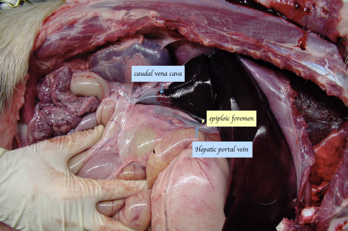 <ul><li><p>Opening that allows entry into the omental bursa</p></li><li><p>Locate the hepatic portal vein and caudal vena cava → Epiploic foramen is right between the two vessels </p></li></ul><p></p>