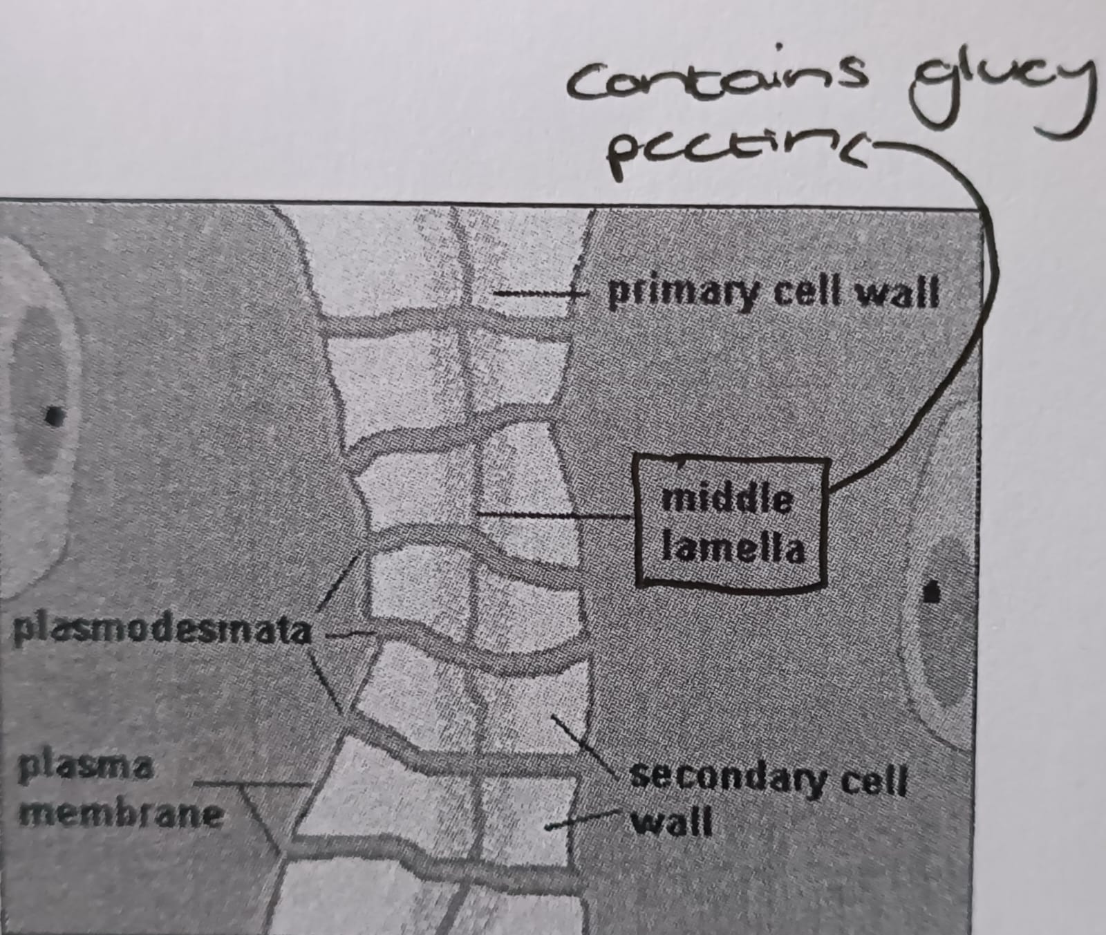 Gives cell its shape
Supports and protects the cell
