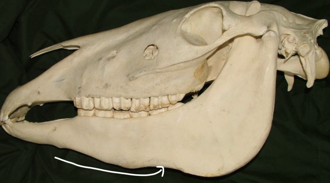 <p>Identify the labelled structure of this equine skull</p>