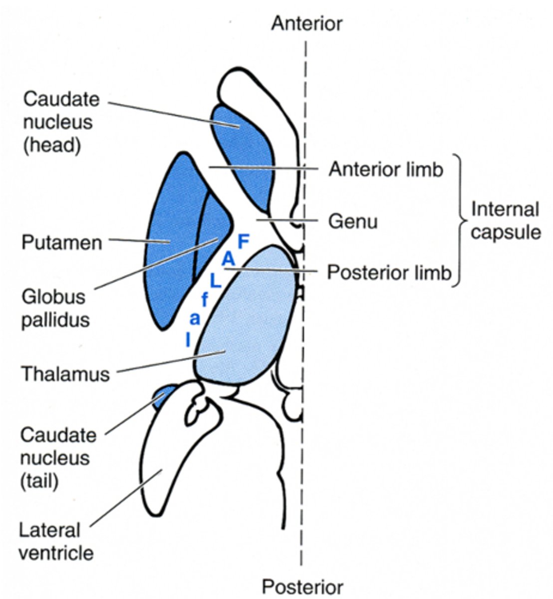 <p>motor fibers are anterior (face, arm, leg)</p><p>sensory fibers are posterior (face, arm, leg)</p>