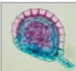 <p>What is this?(fern)</p>