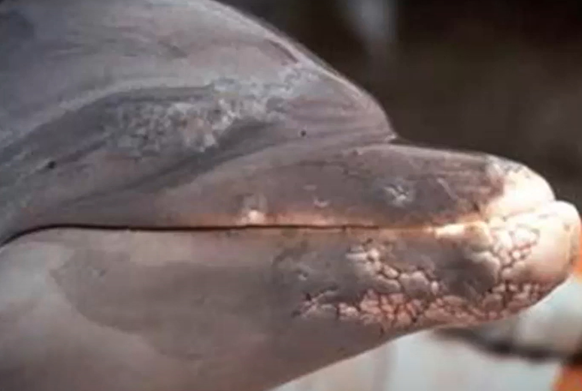 <p>Dolphin. MDX and cause. </p>