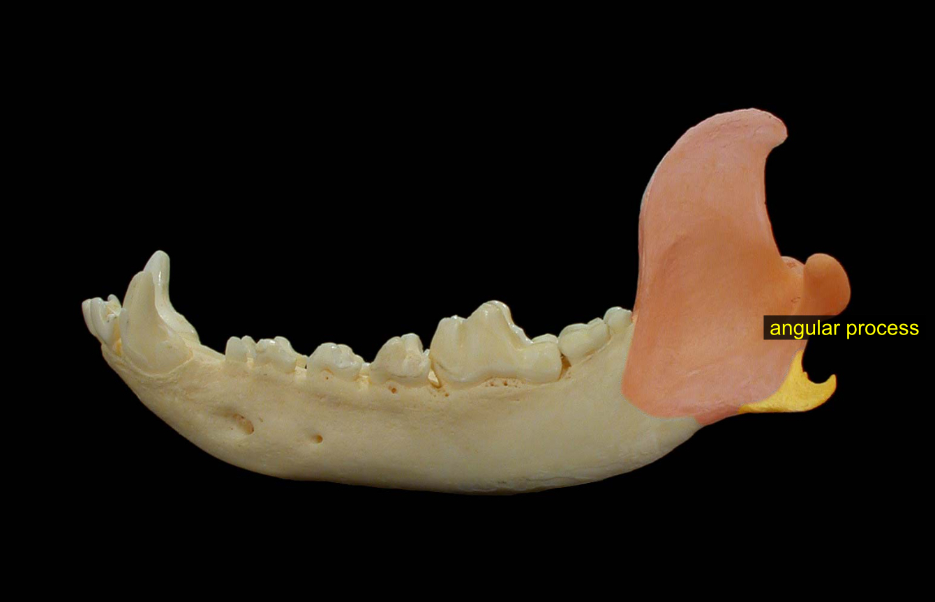 <p>lower hooks in the hinge of jaw</p>