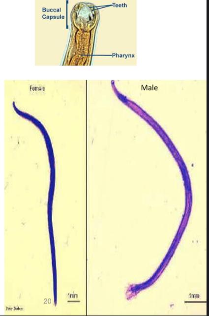 <p>what is this ? </p><p>phylum and class ? </p><p>two special characters ? (also compare between male and female) </p>