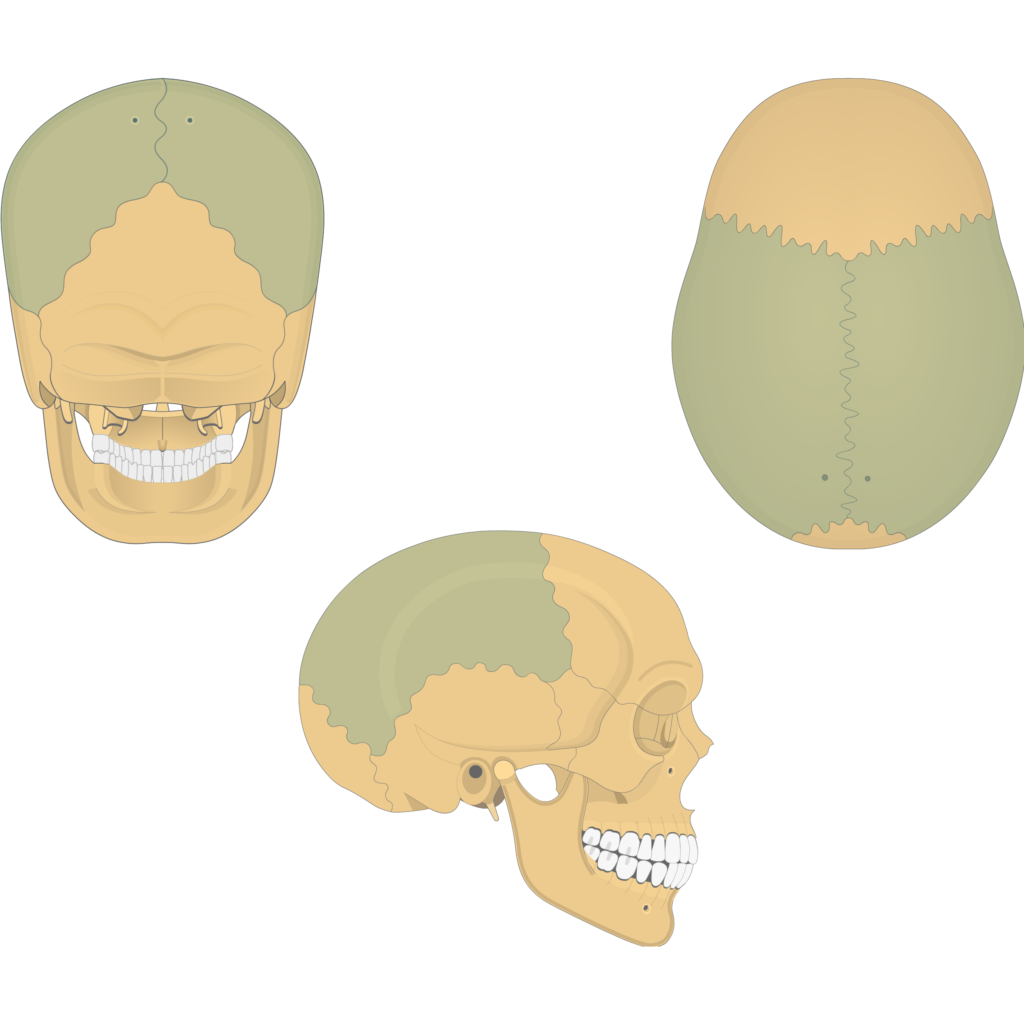 <p>[BONES TO KNOW; cranial] bones of the side, superior to temporals</p>
