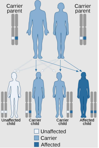 <ul><li><p>autosomal recessive</p></li><li><p>mutated alleles have to be inherited from b  oth parents for child to be affected.</p></li></ul>