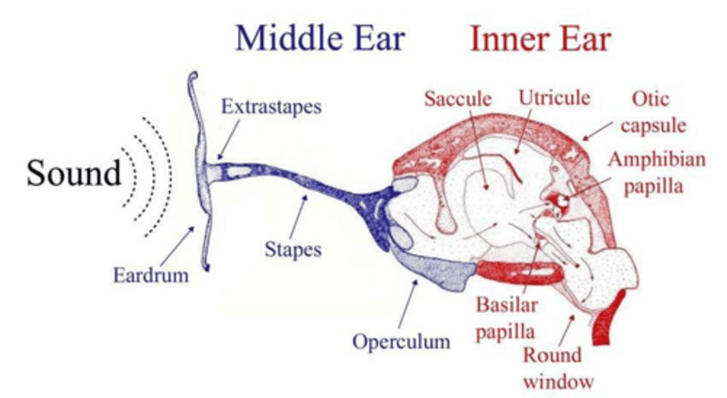 <p>The three small bones are Malleus, Incus, and Stapes, which transmit sound waves from the tympanic membrane to the oval window.</p>